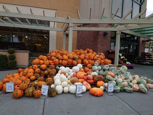 Pumpkin SZN