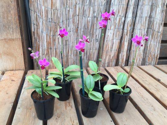 Species Phalaenopsis now available.