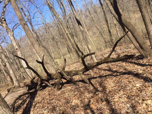 Fallen tree that reminds me of deer antlers.