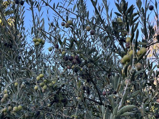 Olive Tree