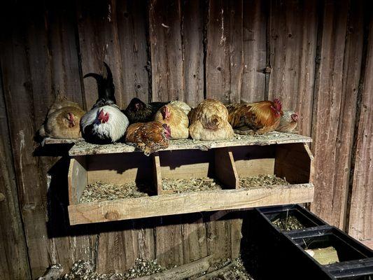 Chickens roosting for the night