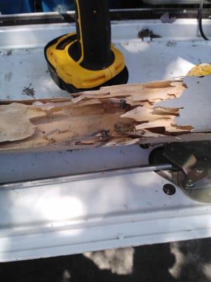 Drywood Termite Damage