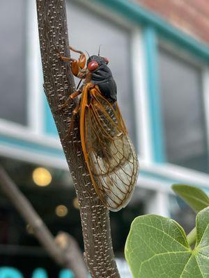 Cicada bugs out side. Once every seventeen years.