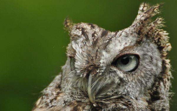 Screech owl