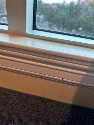 Poop stains on the window molding 5ft from bed.