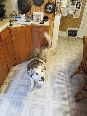 Happy dog in clean kitchen.