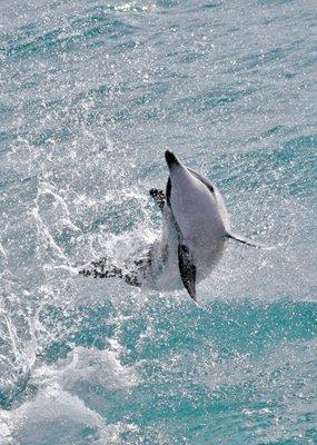 A young spinner dolphin leaps in joy on our Dolphin Swim Boat Tour,