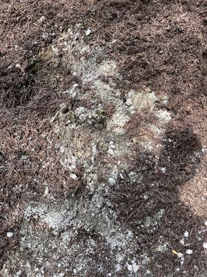 The sand as I was starting to uncover it. Shows how widely it got mixed into the bark.