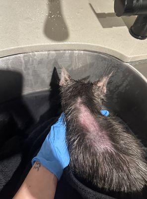 Adult cat's ringworm