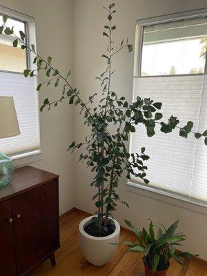 My awesome ficus triangularis and planter, purchased from B&L!