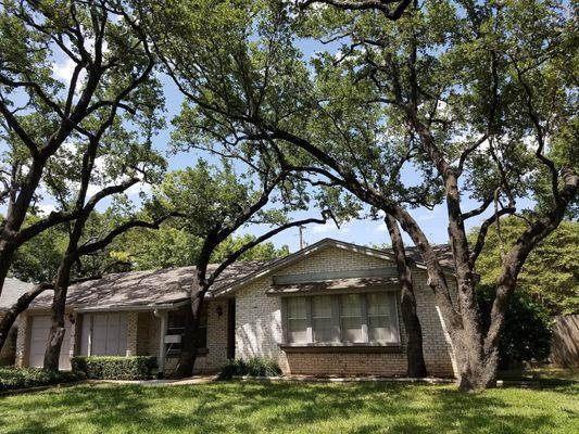 Envision Landscapes & Tree service has been taking care of these oaks in South Austin for many years now.