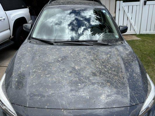 Hood of my car. All the debris/grime/bird poop, etc