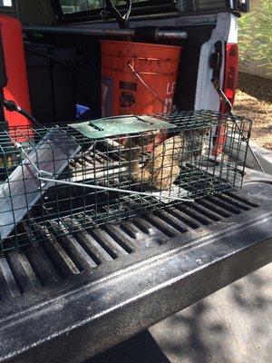 Ground squirrel relocation, no more holes in the lawn