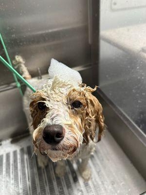 Wet dog getting a bath.