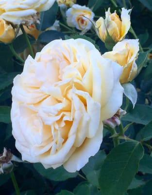 One must really see these yellow roses live!