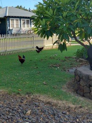 Roosters in the front yard