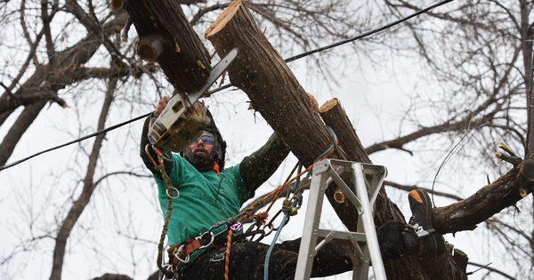 King Solomon's Tree Service