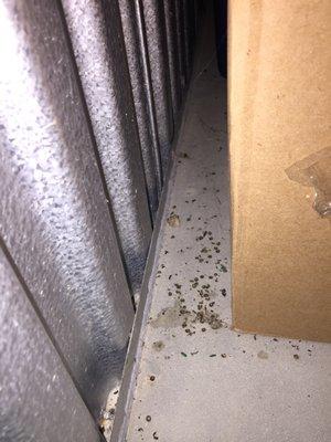 bugs and droppings