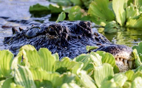 American Alligator