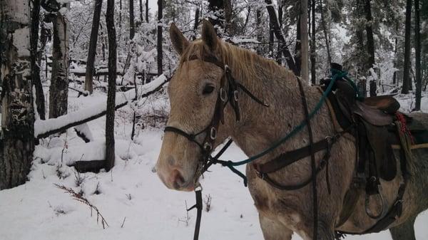 Snowy trail ride