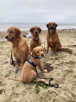 My puppy with Taylers Dogs. Showing him the ropes at the beach!