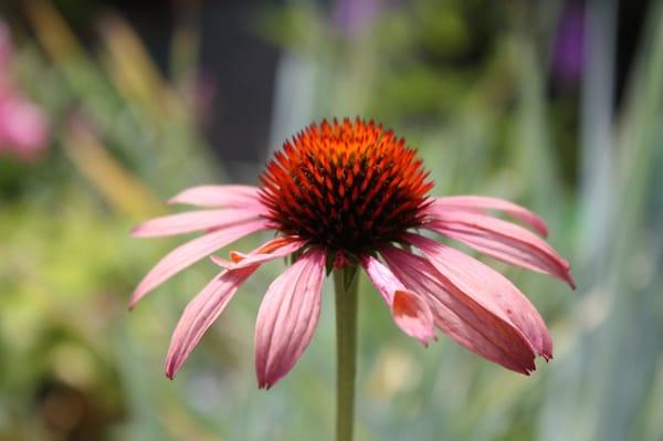 Steve's Florist & Greenhouses