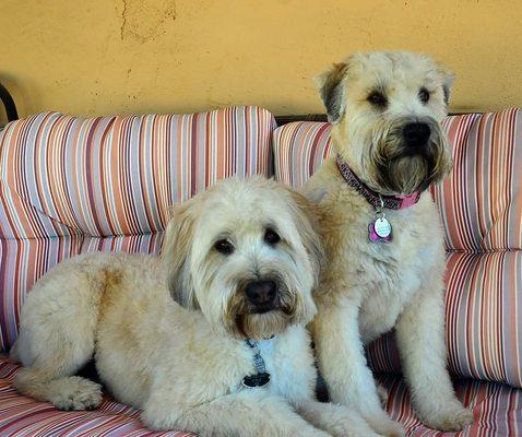 Casey & Bailey are Wheaten Terrors. Oops! I mean Terriers. Casey the Puppy Dog cut,  Bailey the Wheaten cut. Tina is their groomer.