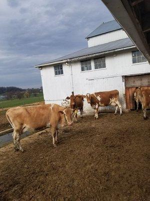 Gurnsey and jersy cow 
Both gives A2 milk