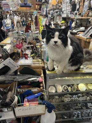 Friendly store cat.