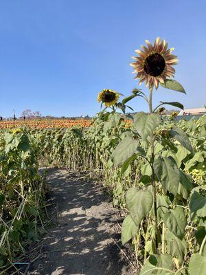 Sunflowers