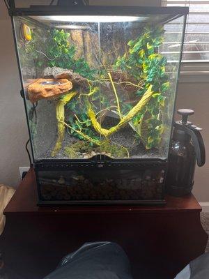 Frog terrarium