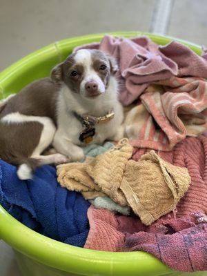 Rosie loves the warm towels