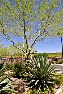 Happy Valley Towne Center trees, shrubs, & succulents