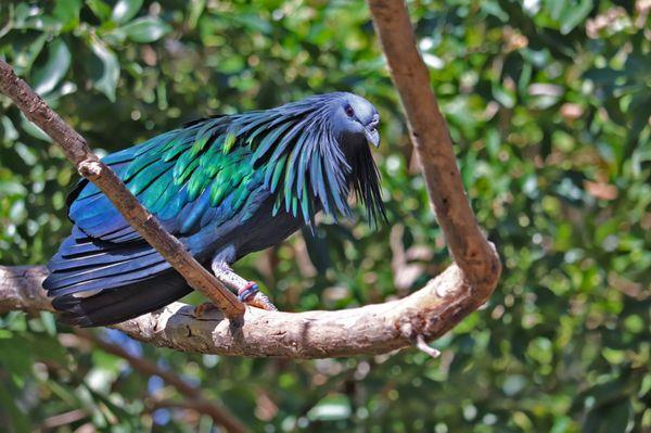 Nicobar Pigeon