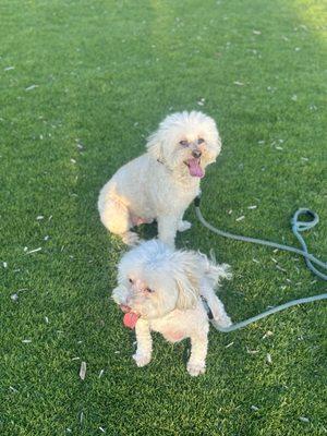 Mini wheats and Falkor