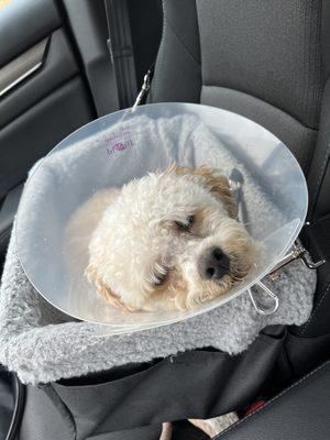 My dog in a cone post visit to Dogtopia park lane