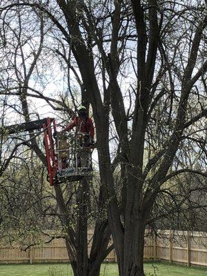 They were so careful going through my yard and not hitting my other close by trees or fence