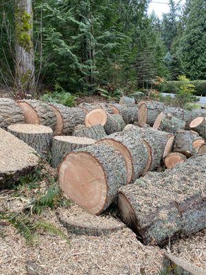 Bucked firewood into 14"-16" rounds