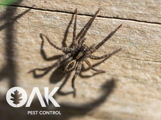 spider on wall