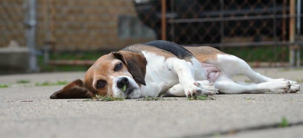 Shiloh resting in the sun two days after surgery:D