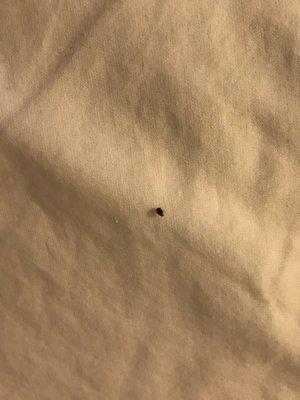 From my previous post. Here is the photo of the bug on my pillow.