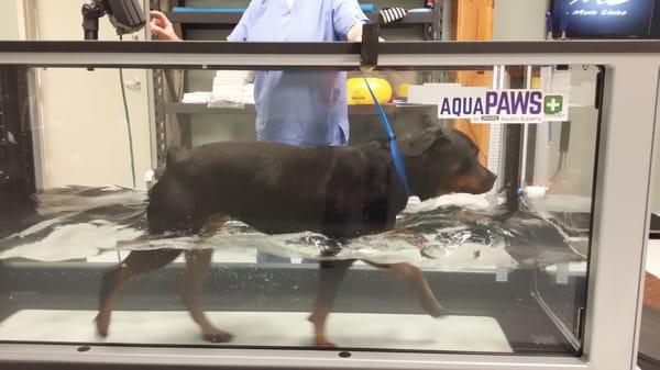 K9 rehabilitation & fitness center with AquaPAWS Plus underwater treadmill system, therapeutic ultrasound, laser & electrical stimulation.