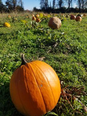 pumpkin patch