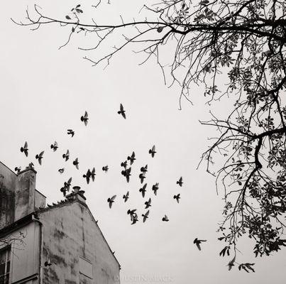 Pigeons in Paris. © Justin Black