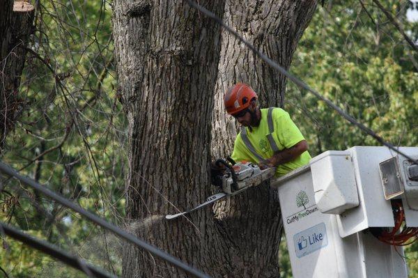 Tree Trimming and Removal