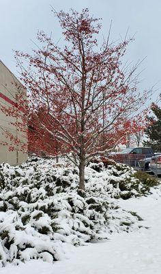 Outside Costco on a pretty January afternoon :)