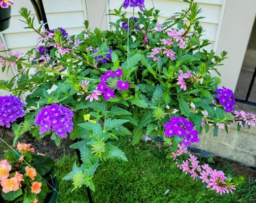 Memorial Day 2024 flowers.