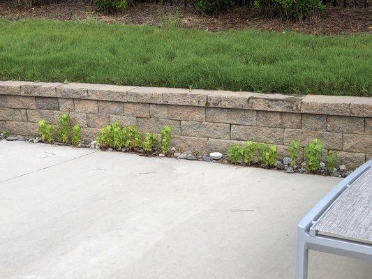 Weeds in decorative stone along pool deck at our clubhouse all summer. Finally removed a couple of weeks ago.