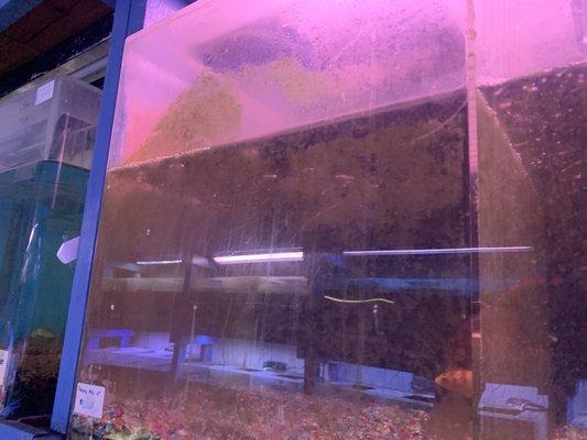 Horribly dirty fish tanks with live fish inside