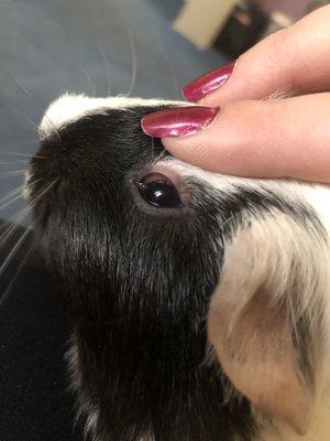 Second guinea pig showing signs of sickness